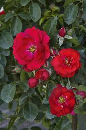 Flower Carpet Scarlet Rose Rosa X Noa83100b Pp 17 373 Monrovia Plant