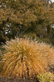 dwarf fountain grass, pennisetum alopecuroides 'hameln', monrovia