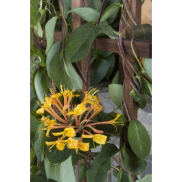 Mandarin Honeysuckle