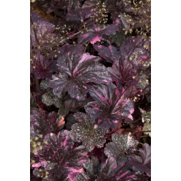 lancôme midnight rose