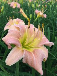 Garden lilys pleasure Reviews for