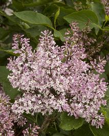 1 Gallon Sweetly Fragrant Single Flowers in Dense Clusters in May and June. Miss Kim Lilac Compact Shrub with Lavender to Blue
