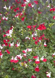 Pack x6 Salvia ‘Hot Lips’ Perennial Garden Plug Plants 