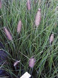 Giant Fountain Grass 18 Pennisetum alopecuroides 'Foxtrot' Free Shipping 