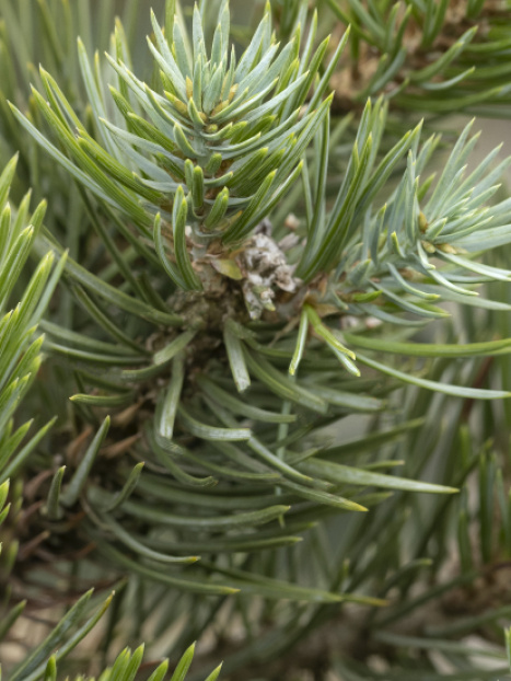 Two-Needle Pinyon Pine