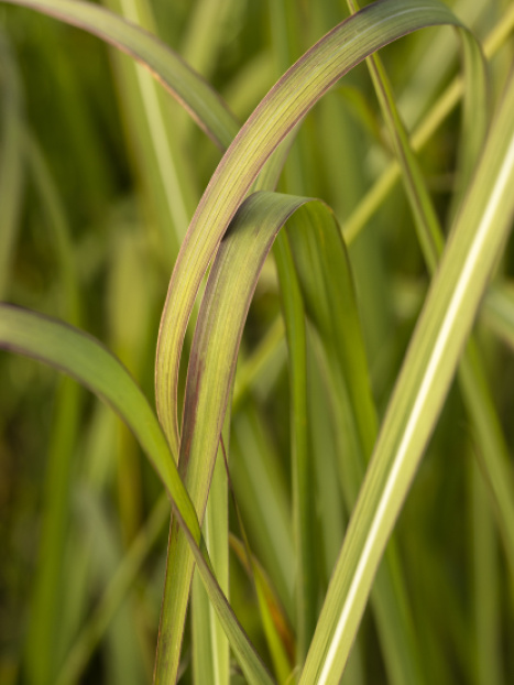 Hardy Pampas Grass