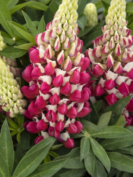 Staircase™ Red and White Lupine