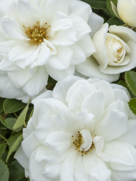Grace N' Grit™ White Shrub Rose