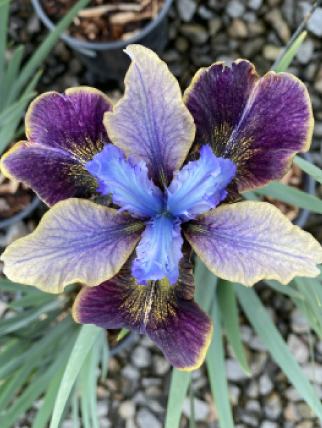Peacock™ Black Joker Siberian Iris
