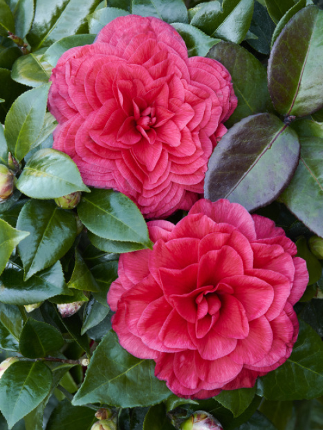 Vestito Rosso® Camellia