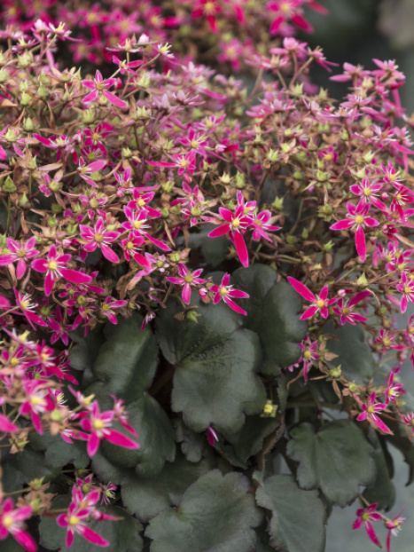 Berry Bright™ Saxifrage