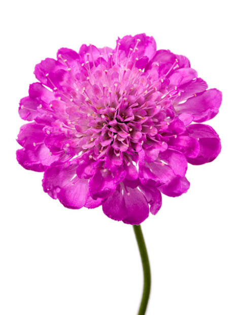 Giga® Pink Pincushion Flower