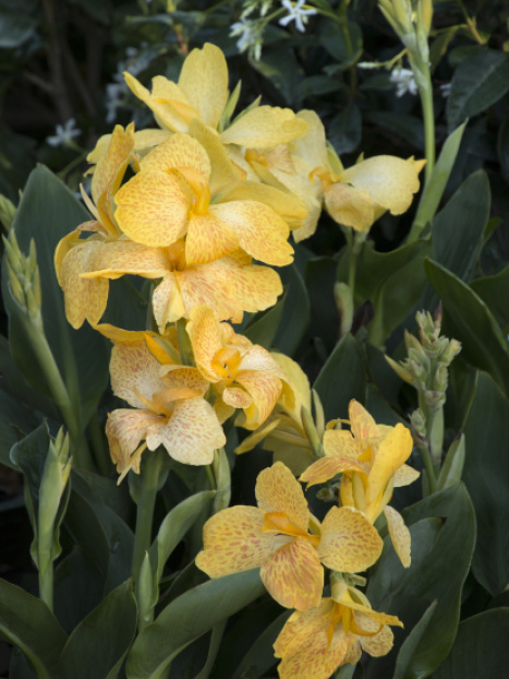 Tropical Yellow Canna
