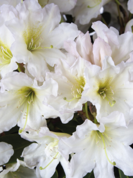 Scent-Sational™ White Rhododendron