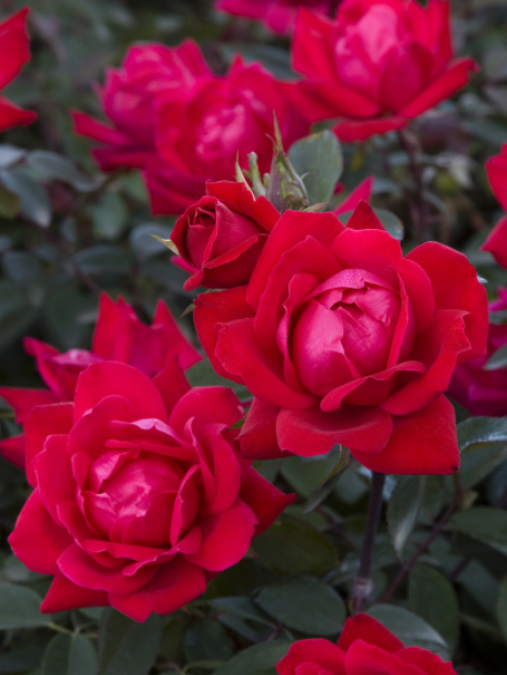 Double Knock Out® Shrub Rose
