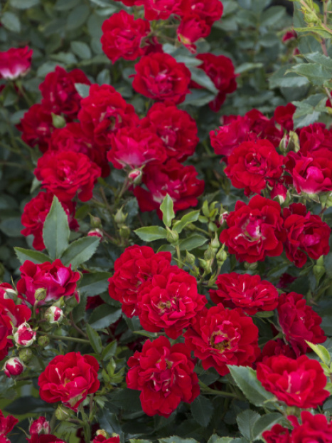 Red Drift® Groundcover Rose