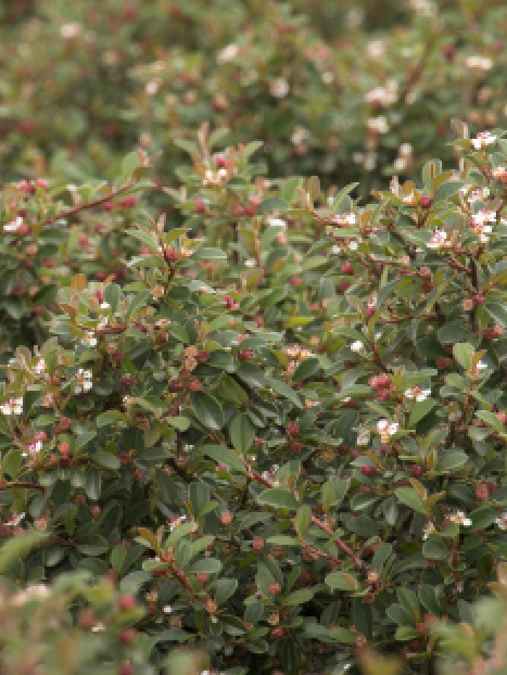 Streibs Findling Cotoneaster
