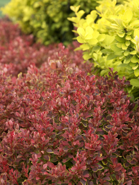 Golden Ruby® Barberry