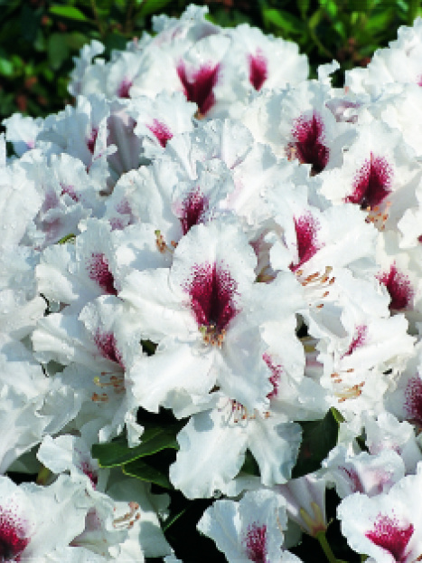 Miyama™ Picobello Rhododendron