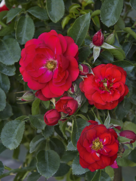 Flower Carpet® Scarlet Rose