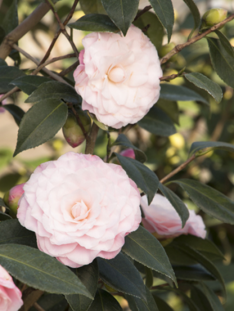 Nuccio's Pearl Camellia
