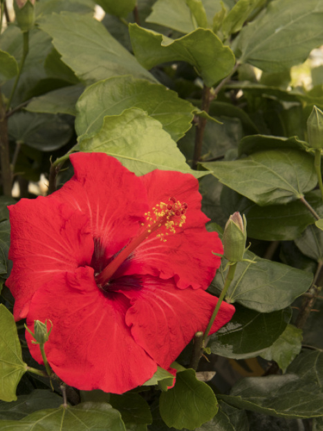 Red Darling® Hibiscus