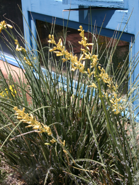 Yellow Yucca