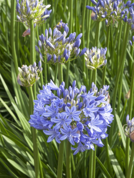 Midknight Blue® Agapanthus
