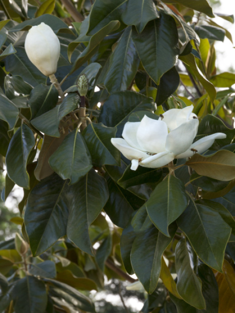 Majestic Beauty® Southern Magnolia