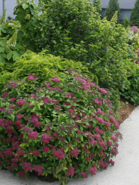Double Play® Red Spirea