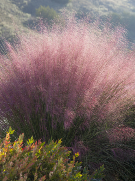 Plumetastic® Pink Muhly Grass