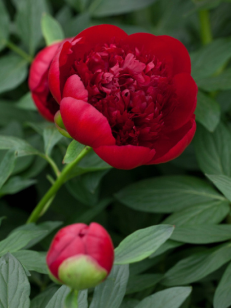 Red Charm Double Peony