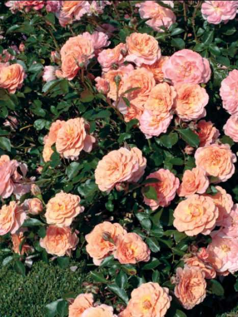 Apricot Drift® Groundcover Rose