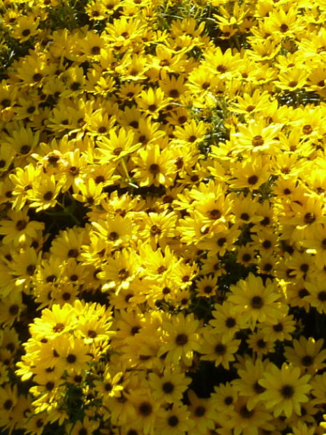 Autumn Gold Willowleaf Sunflower