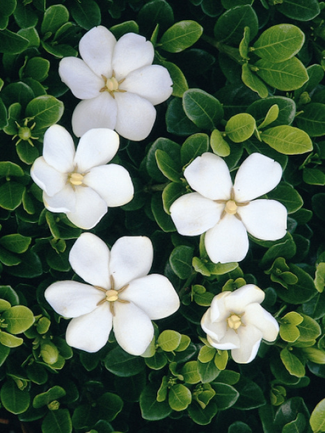 White Gem Gardenia