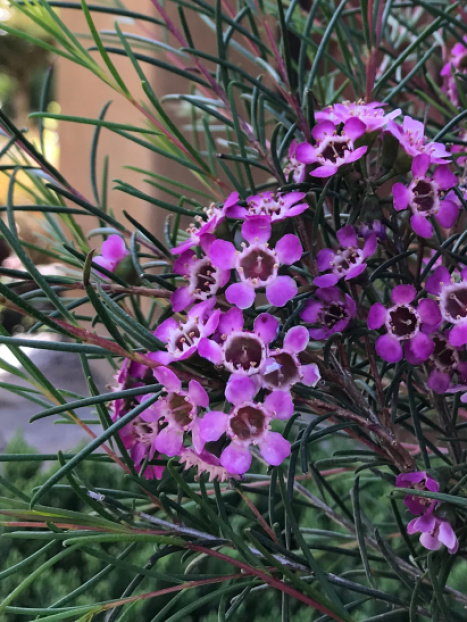 Purple Pride Geraldton Waxflower