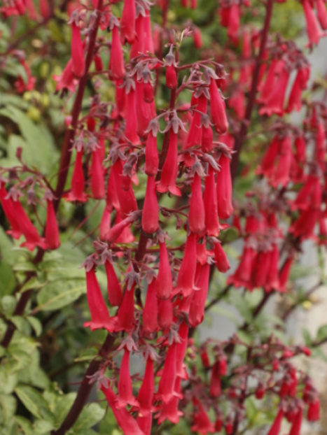 Colorburst™ Deep Red Cape Fuchsia