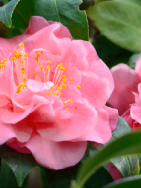 Pink Parade Camellia