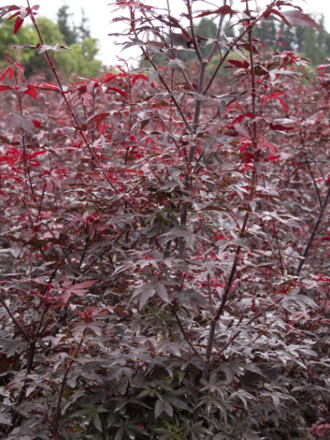 Twombly's Red Sentinel Japanese Maple