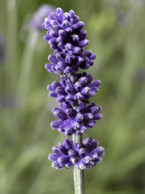 Sentivia™ Blue English Lavender