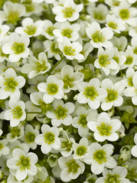 Alpino™ Early Lime Saxifrage