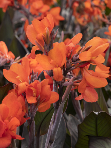 Cannova® Bronze Orange Canna Lily