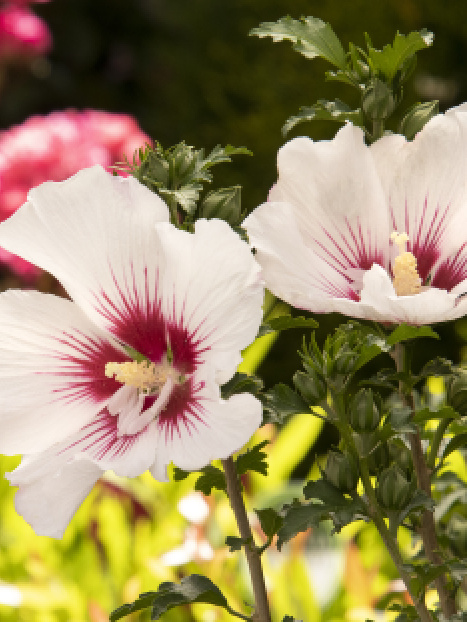 Chateau™ de Chantilly Rose of Sharon