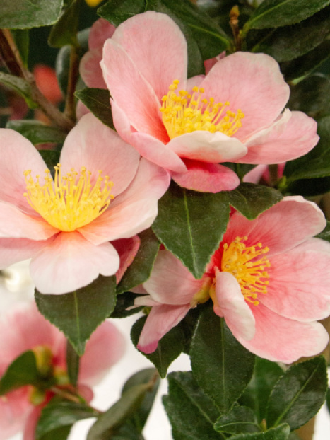 Pink-A-Boo® Camellia