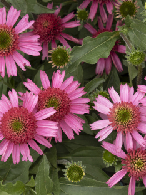 Delicious Candy® Coneflower