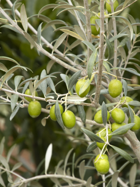 Haas Improved Manzanillo Fruiting Olive