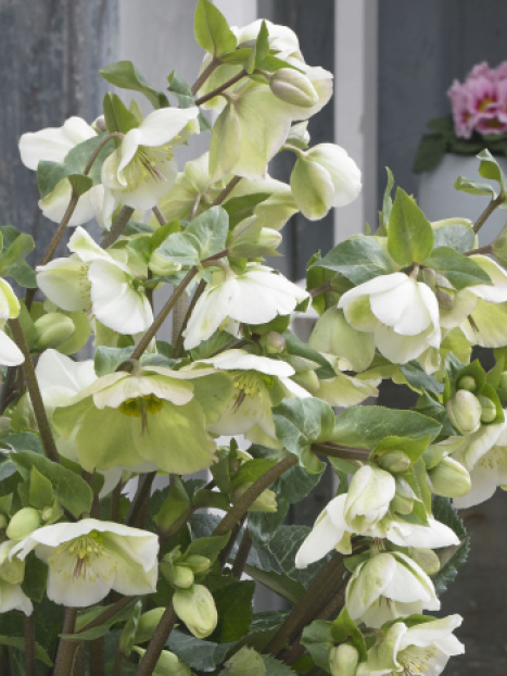 FrostKiss™ Molly's White Hellebore