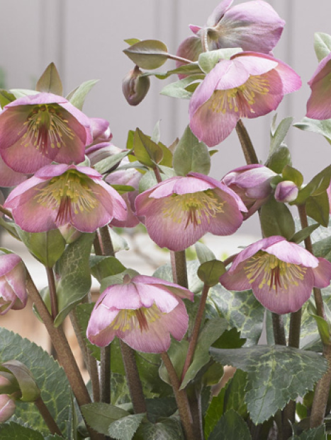 FrostKiss™ Dorothy's Dawn® Hellebore