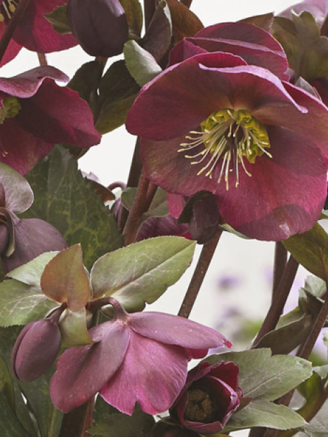 FrostKiss™ Anna's Red Hellebore