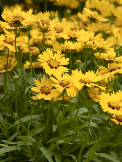 Solanna™ Bright Touch Coreopsis